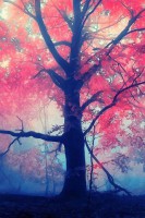 /album/fenykepgaleria/eletfa-jpg/